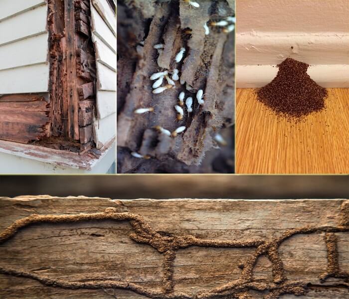 cac-dau-hieu-cua-moi-trong-nha